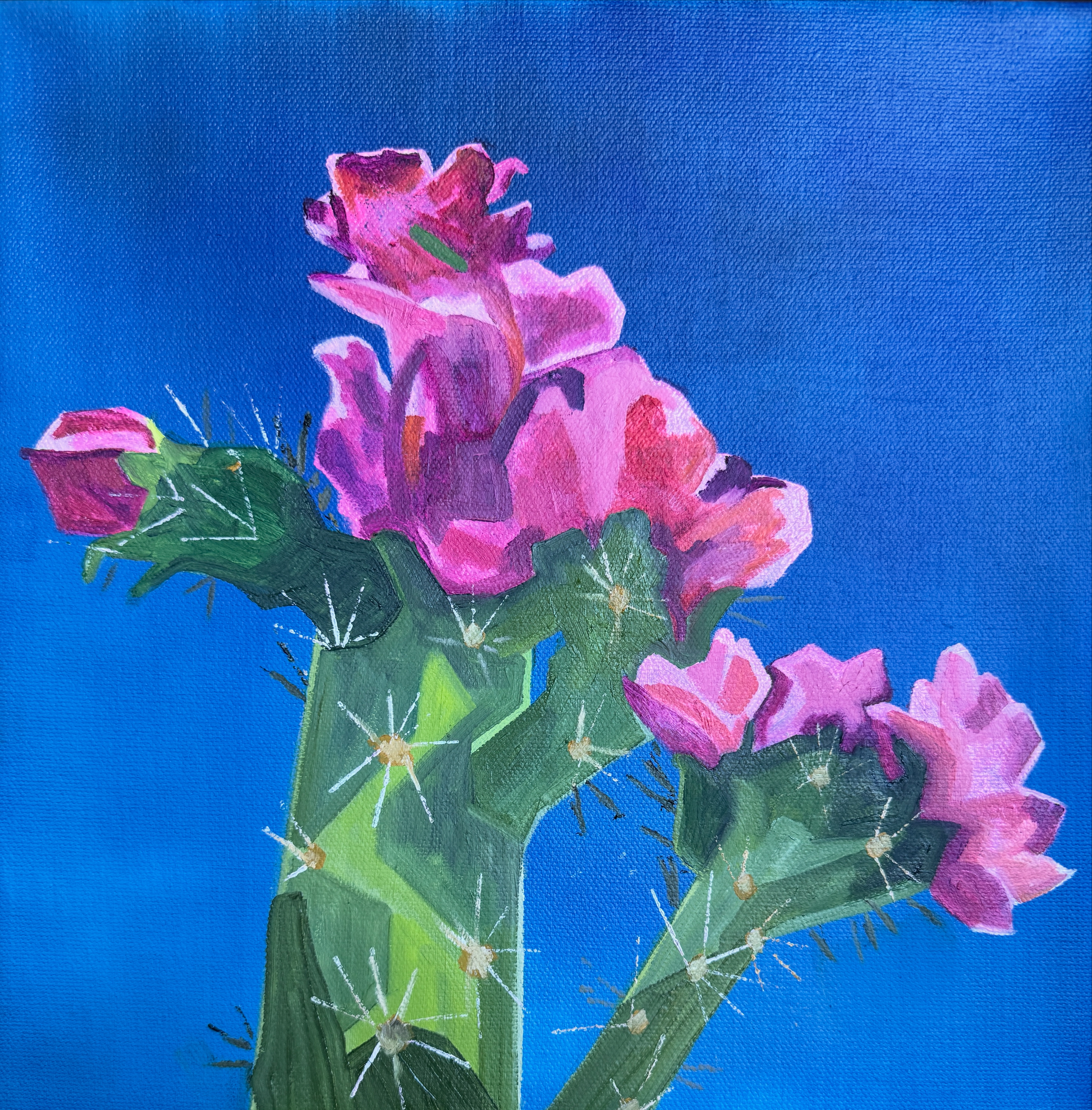 Cholla Flowers - on loan to Estes Arts District, Cleave Street - Oil on canvas painting of cholla cactus flowers, seen during a summer trip to Santa Fe.